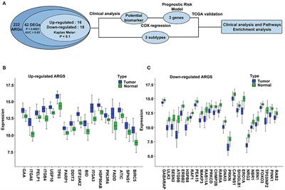 Autophagy-Related Three-Gene Prognostic Signature for Predicting Survival in Esophageal Squamous Cell Carcinoma